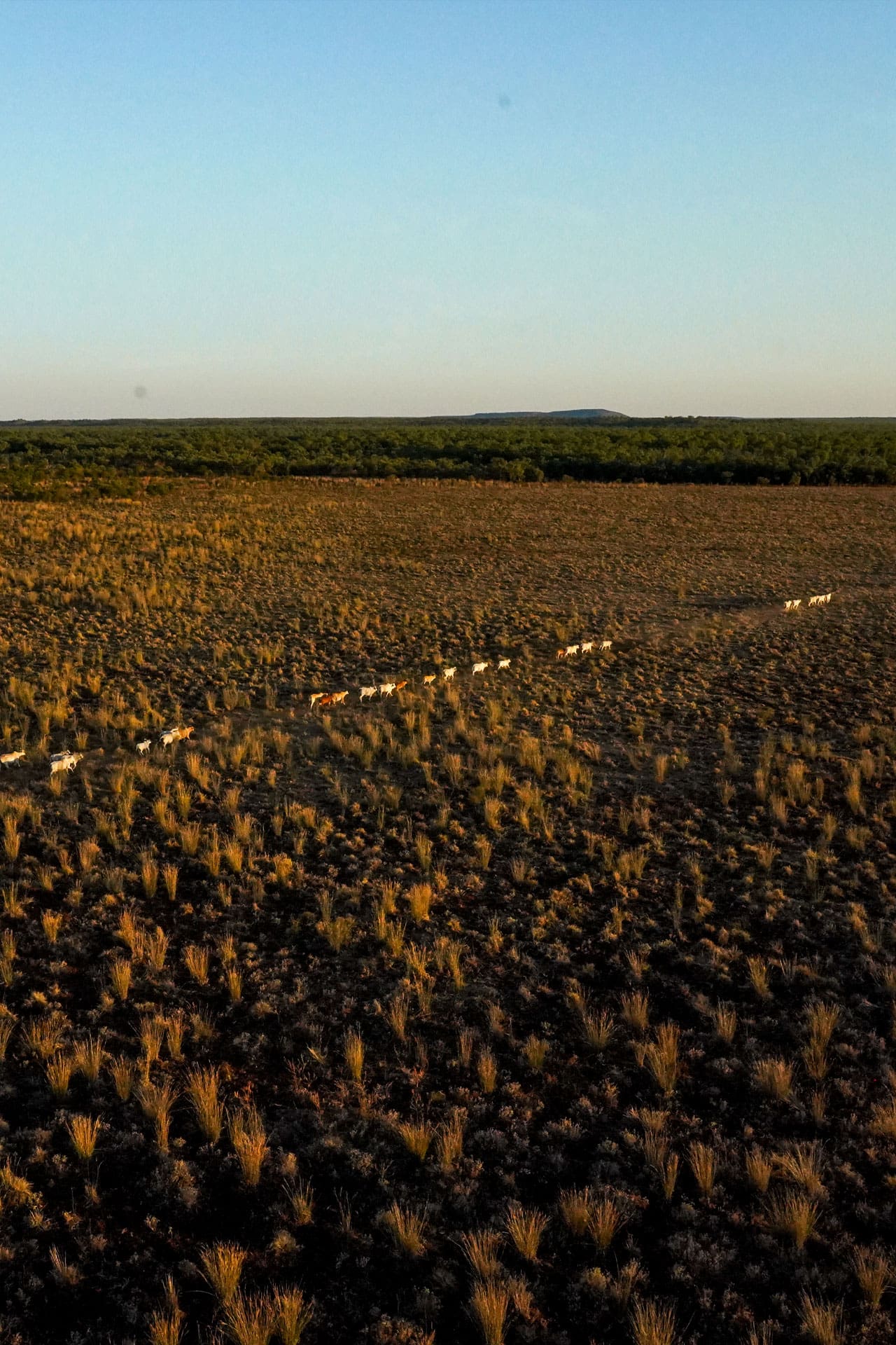 Rangelands Management